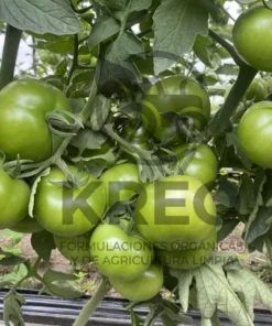 Alternative view of KREO Engrose