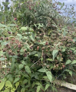 Alternative view of KREO Floración