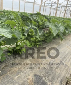 Alternative view of KREO Nutrición